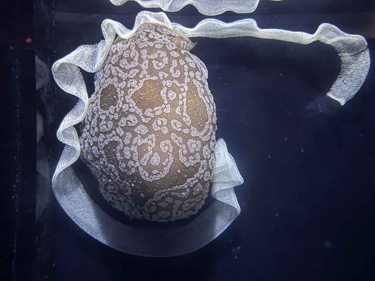 画像20: 朝ドラで話題♡知られざる西部の魅力をめぐる冬の高知旅「大人の土佐満喫ツアー」（後編）