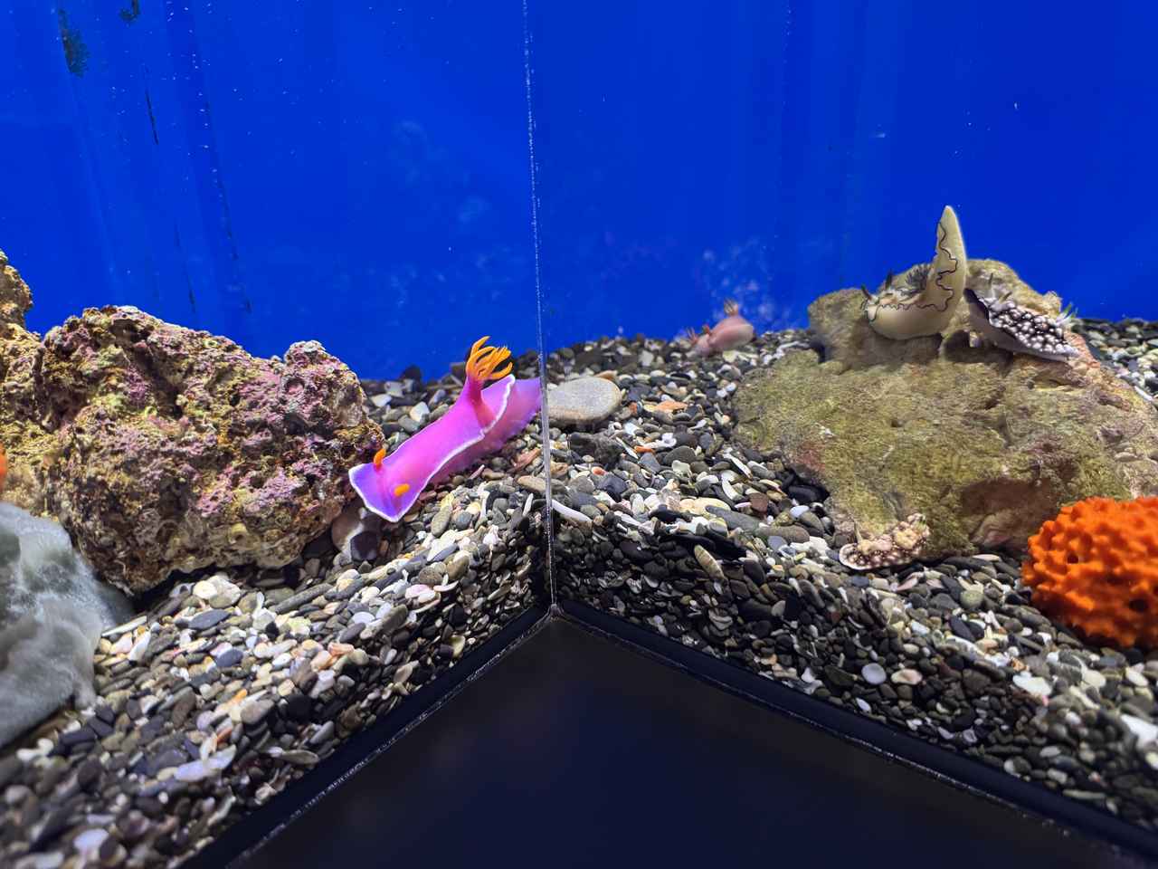 画像18: 朝ドラで話題♡知られざる西部の魅力をめぐる冬の高知旅「大人の土佐満喫ツアー」（後編）