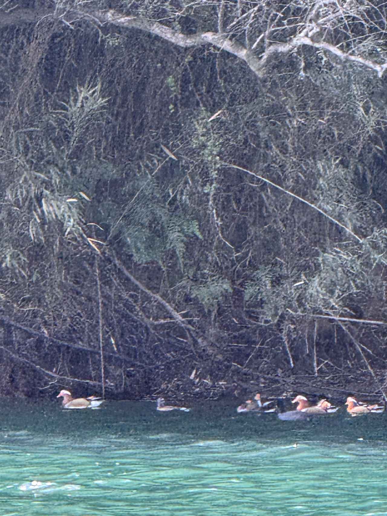 画像: オシドリ