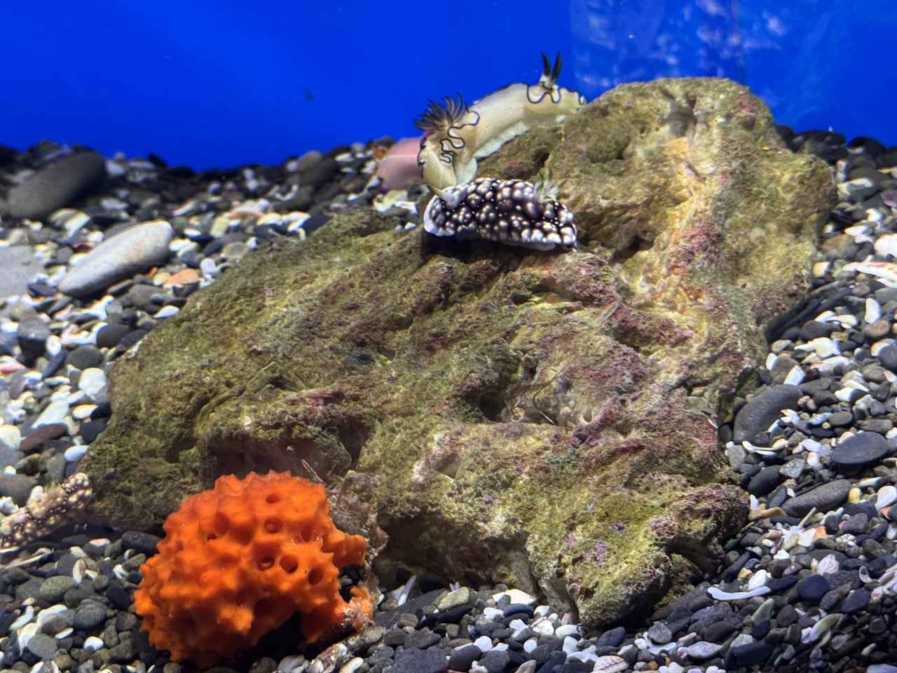 画像19: 朝ドラで話題♡知られざる西部の魅力をめぐる冬の高知旅「大人の土佐満喫ツアー」（後編）