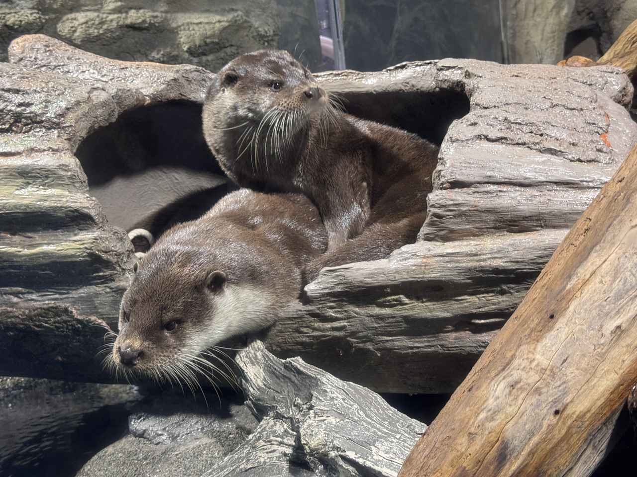 画像8: 朝ドラで話題♡知られざる西部の魅力をめぐる冬の高知旅「大人の土佐満喫ツアー」（後編）