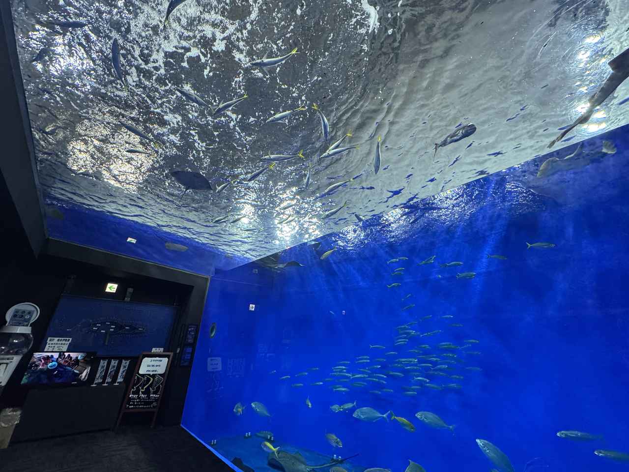 画像3: 海も、山も、人も―すべてがつながる竜串エリア