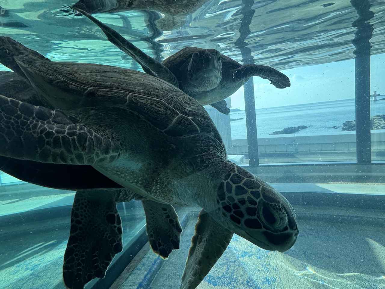 画像2: 海も、山も、人も―すべてがつながる竜串エリア