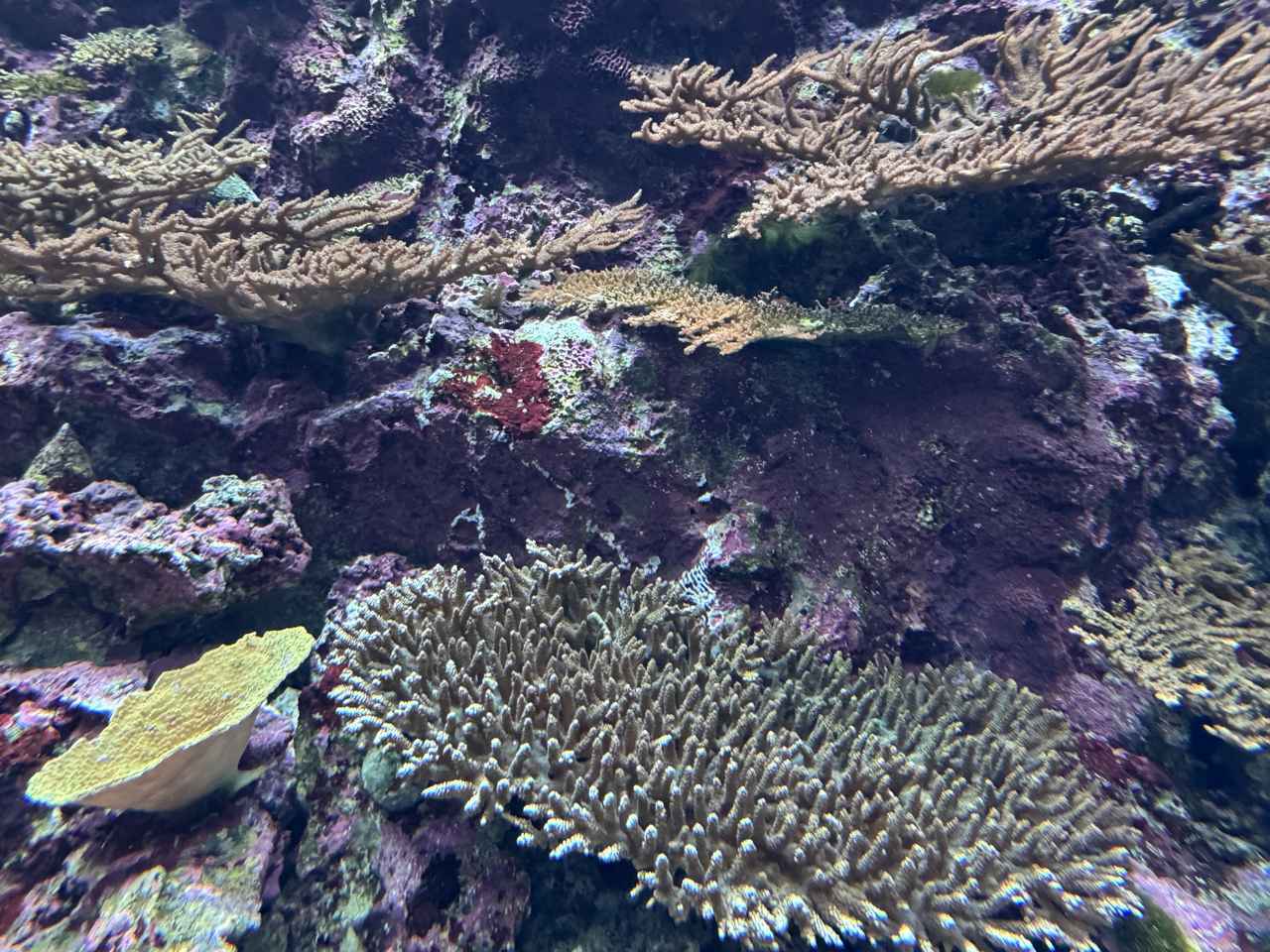 画像11: 朝ドラで話題♡知られざる西部の魅力をめぐる冬の高知旅「大人の土佐満喫ツアー」（後編）