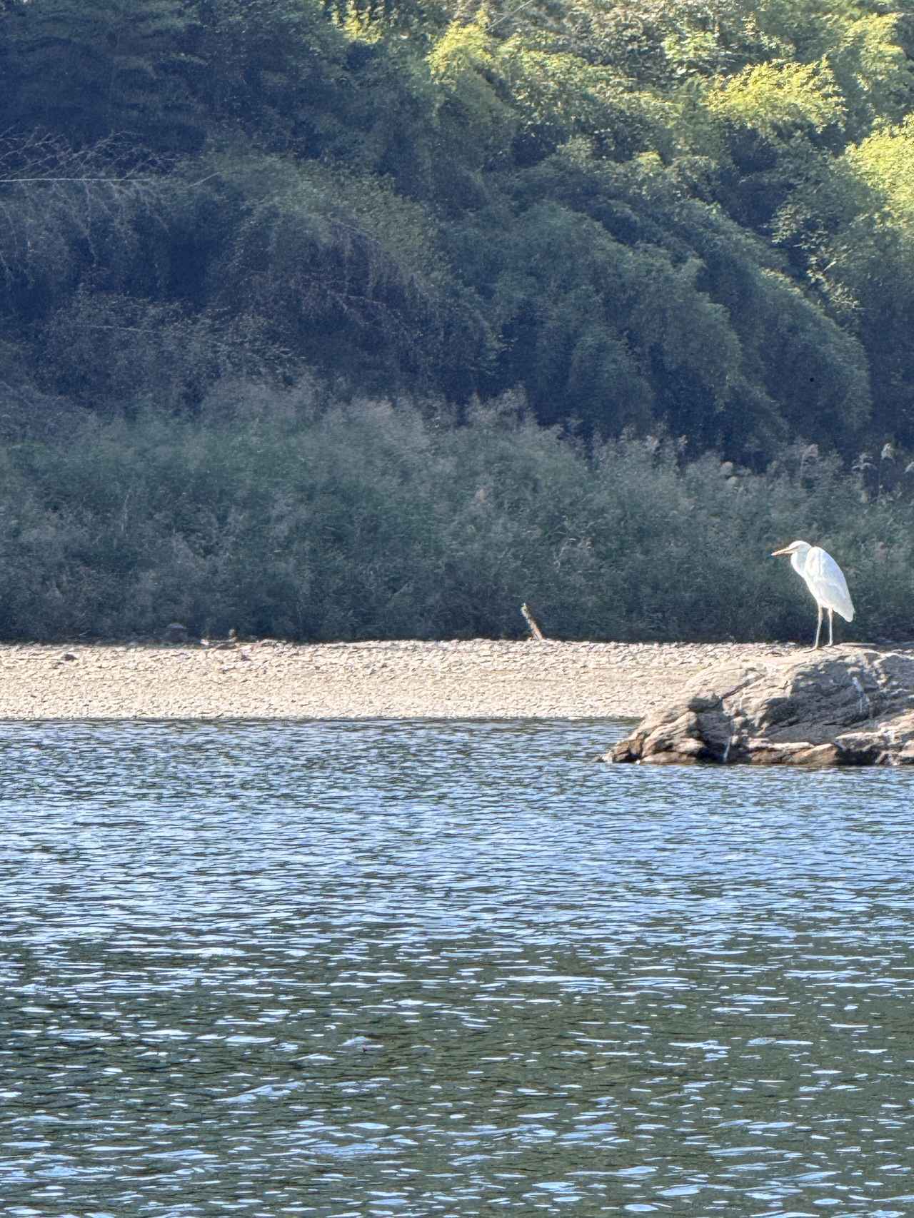 画像: アユを狙うシラサギ