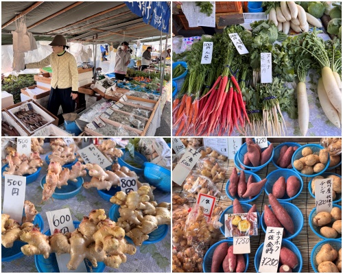 画像1: 朝ドラで話題♡知られざる西部の魅力をめぐる冬の高知旅「大人の土佐満喫ツアー」（前編）
