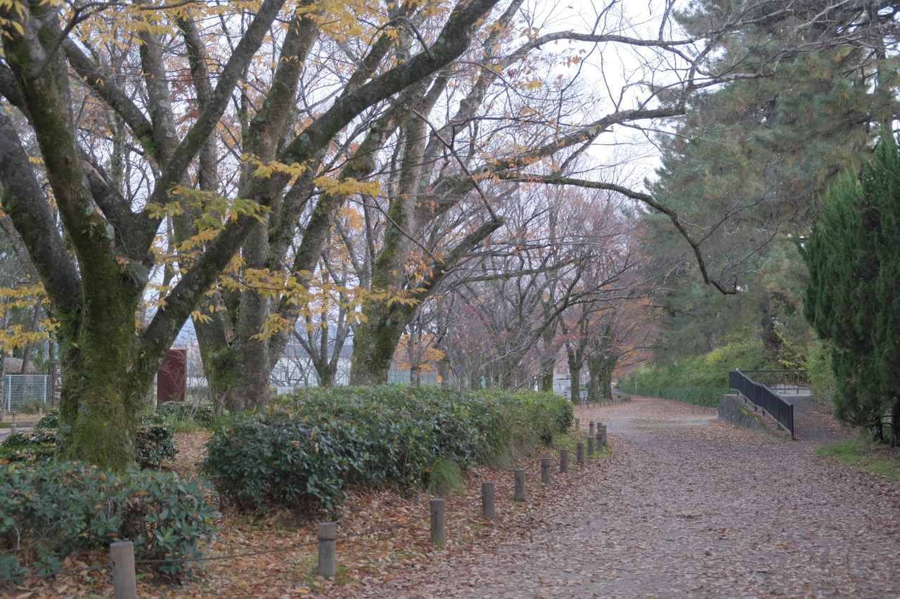 画像 : 4番目の画像 - 京都府立植物園 - カワコレメディア