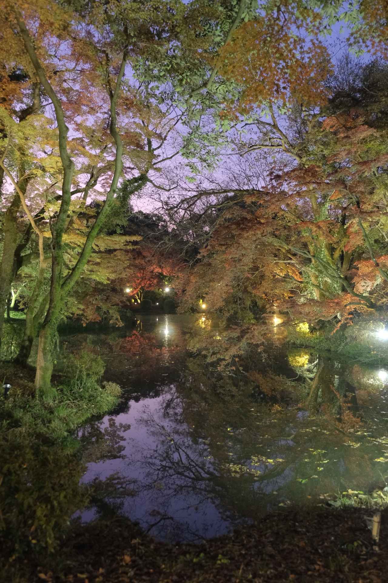 画像2: 期間限定！紅葉エリアが登場中♪