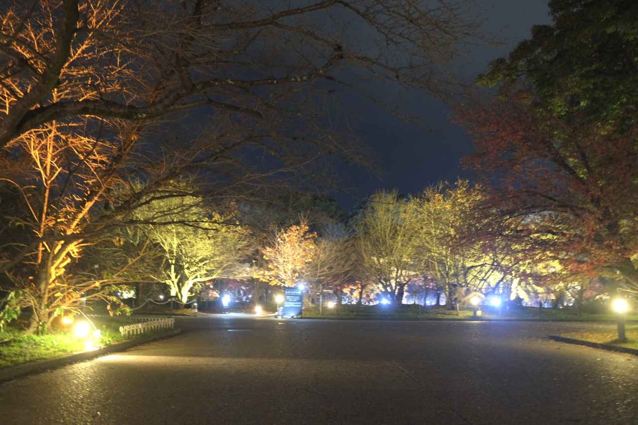 画像 : 13番目の画像 - 京都府立植物園 - カワコレメディア