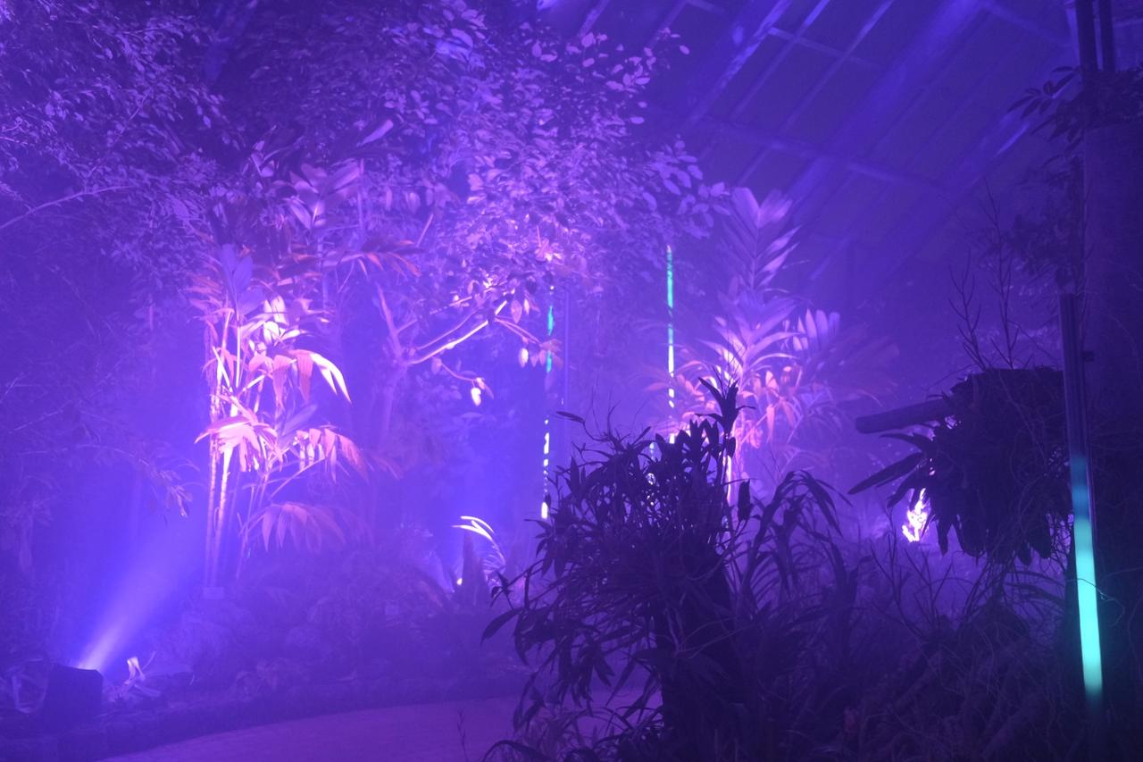 画像3: ⚫︎ZONE4:FOREST FREQUENCIES