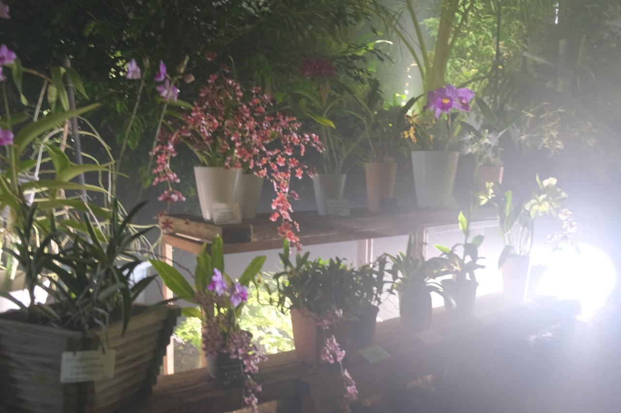 画像6: ⚫︎ZONE4:FOREST FREQUENCIES