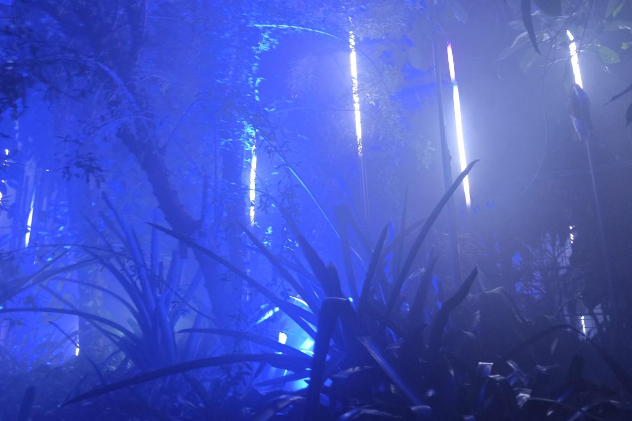 画像2: ⚫︎ZONE4:FOREST FREQUENCIES