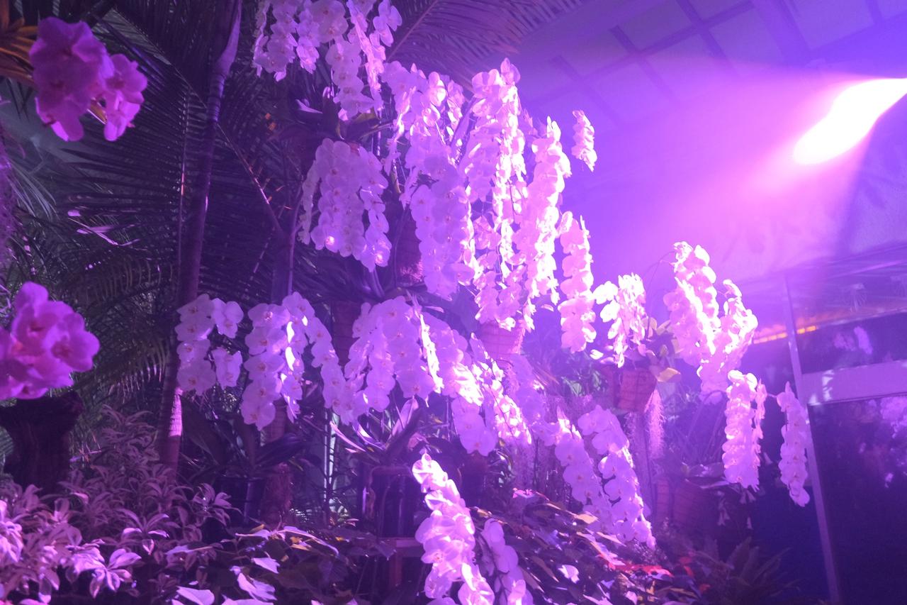 画像5: ⚫︎ZONE4:FOREST FREQUENCIES