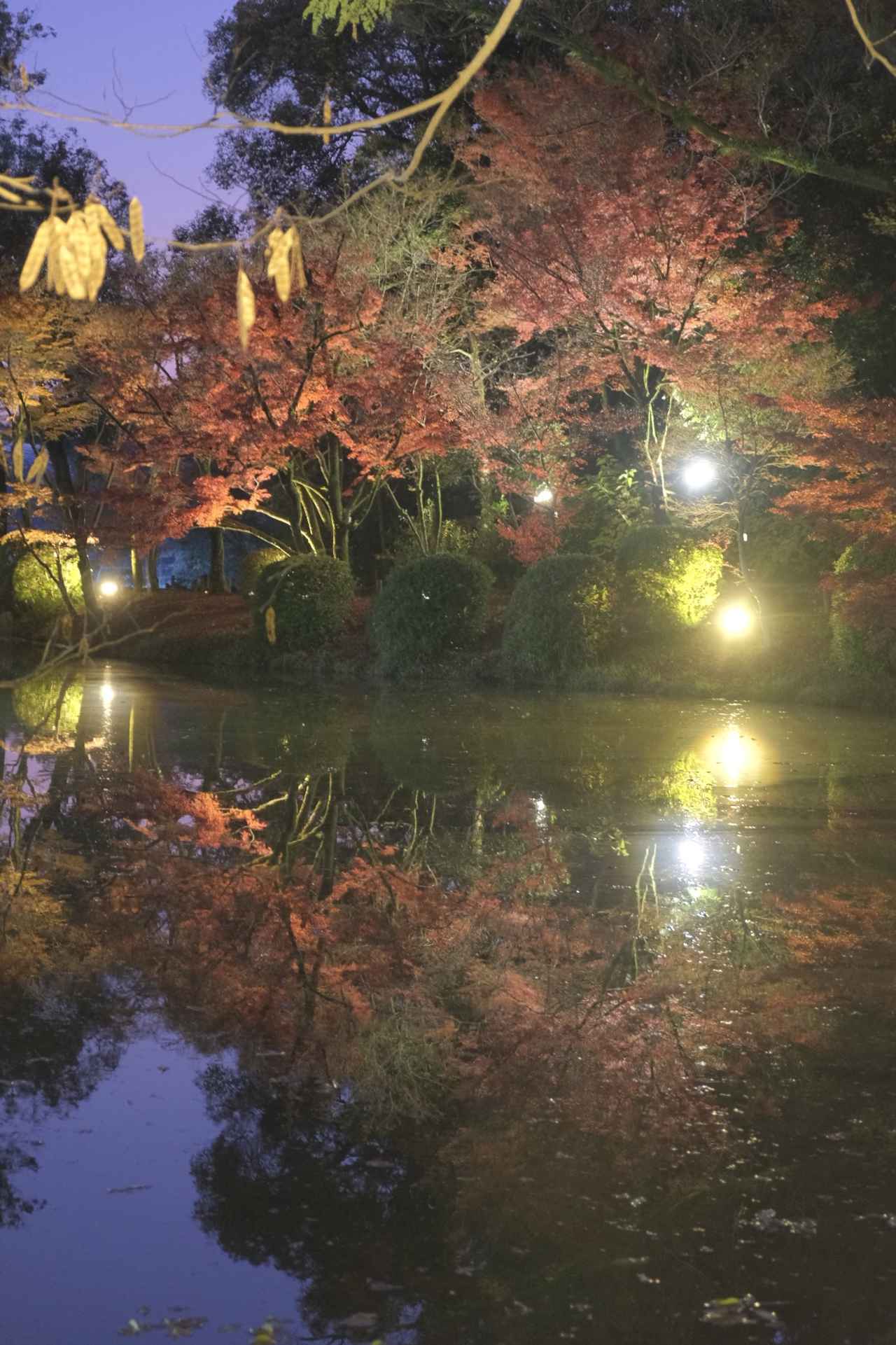 画像4: 期間限定！紅葉エリアが登場中♪