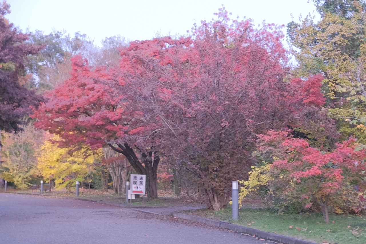 画像 : 10番目の画像 - 京都府立植物園 - カワコレメディア