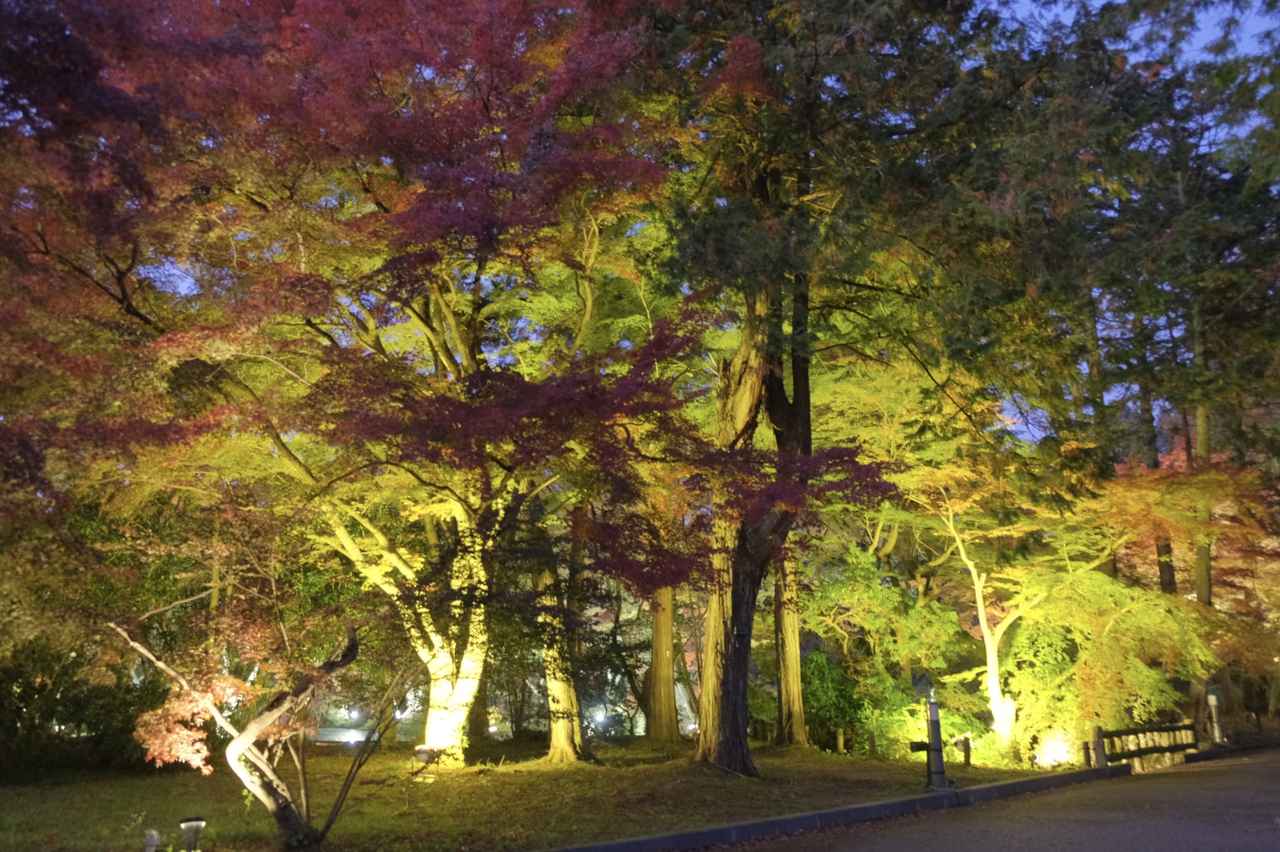 画像 : 11番目の画像 - 京都府立植物園 - カワコレメディア