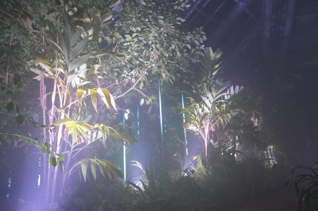 画像4: ⚫︎ZONE4:FOREST FREQUENCIES