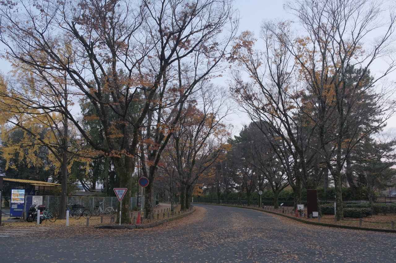 画像 : 3番目の画像 - 京都府立植物園 - カワコレメディア