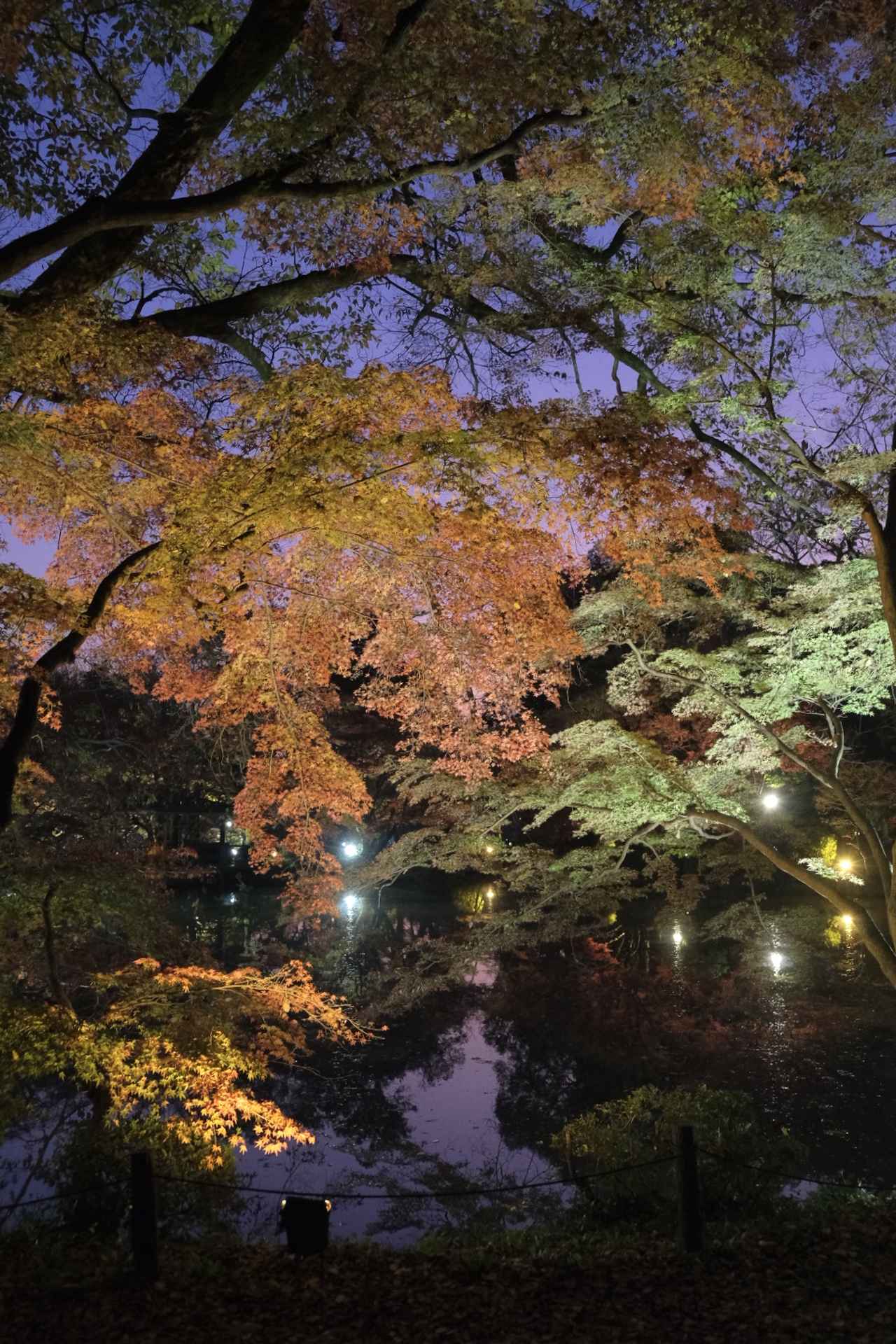 画像3: 期間限定！紅葉エリアが登場中♪