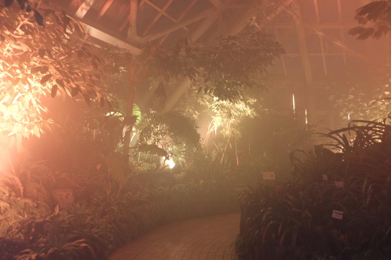 画像1: ⚫︎ZONE4:FOREST FREQUENCIES