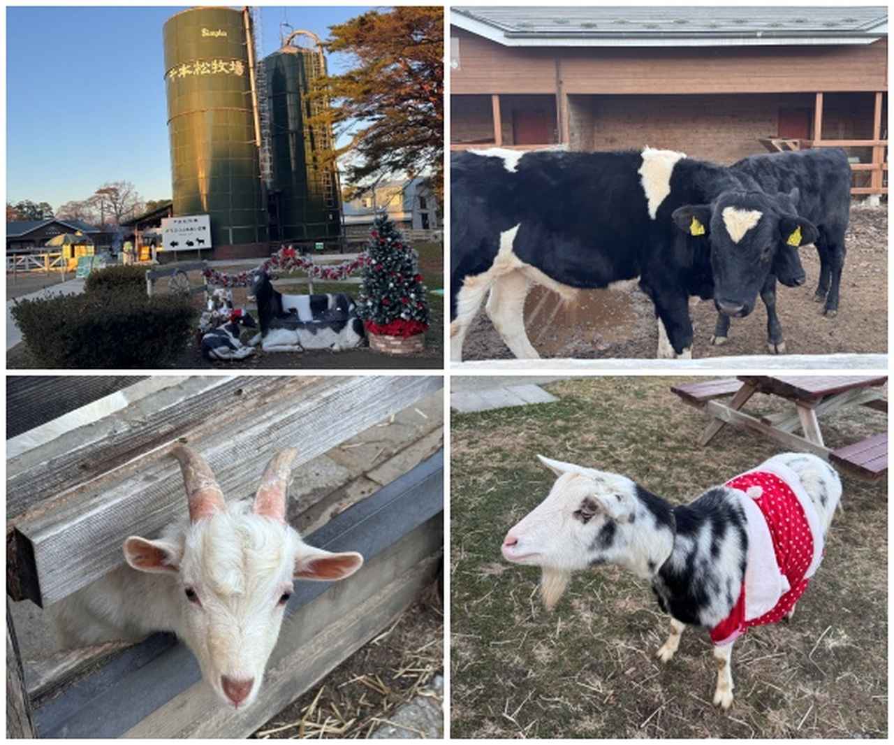 画像10: 那須塩原ブランド✖八芳園♡歴史と食文化が織りなす“特別な一日”