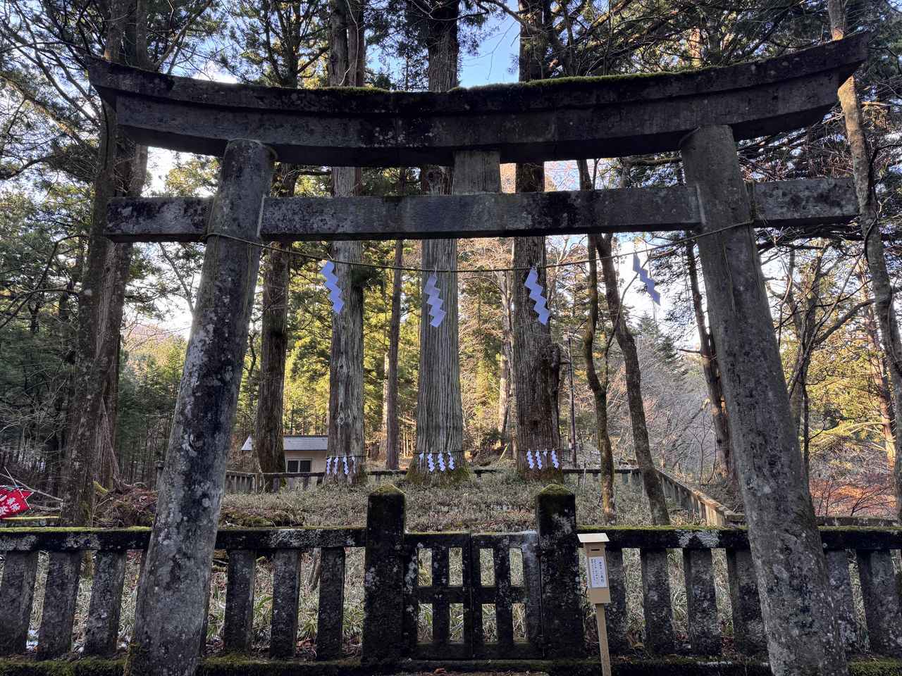 画像: 神の使いとされる野生の鹿3頭と遭遇しました