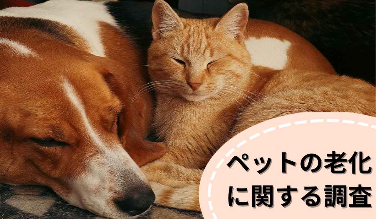 画像: 寝ている時間が増えたら要注意?犬・猫の老化サインを調査で検証