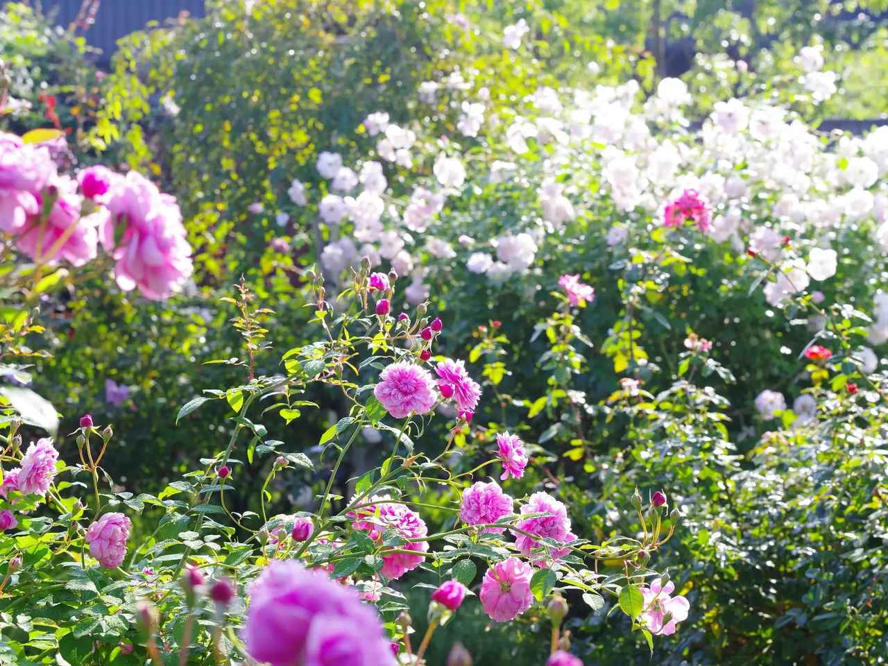 画像2: 横浜で“ふたりだけの特等席”を♡プロポーズから記念日まで叶える特別プランが登場！