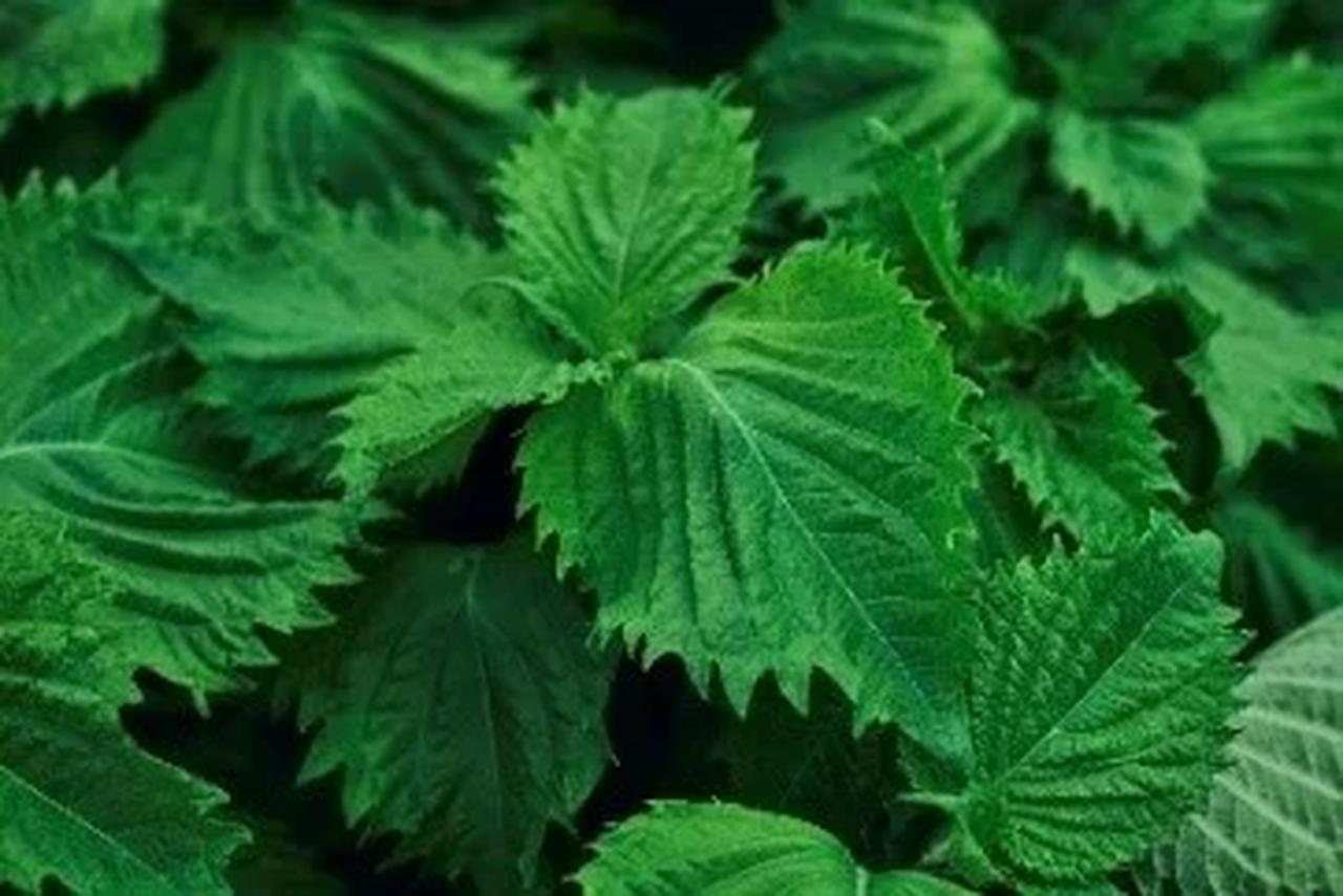 画像: TEUDU進化型美肌菌　シソ葉エキス TEUDUの全てのプロダクトに「シソ葉エキス」を最も効果的な量で配合しています。長年の研究によって開発された、シソ葉エキスを用いた自然由来の防腐効果、日中に受けるさまざまな乾燥ダメージから肌を守り、健やかな肌へと導きます。シソ葉エキスは、岩手県の提携農家から無農薬で育ったシソを採用しています。