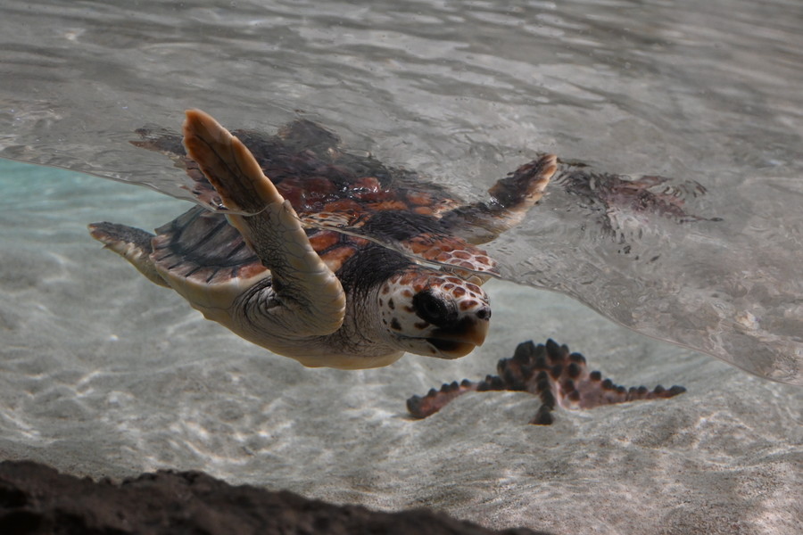 画像: オルカスタディアム以外の見どころも充実