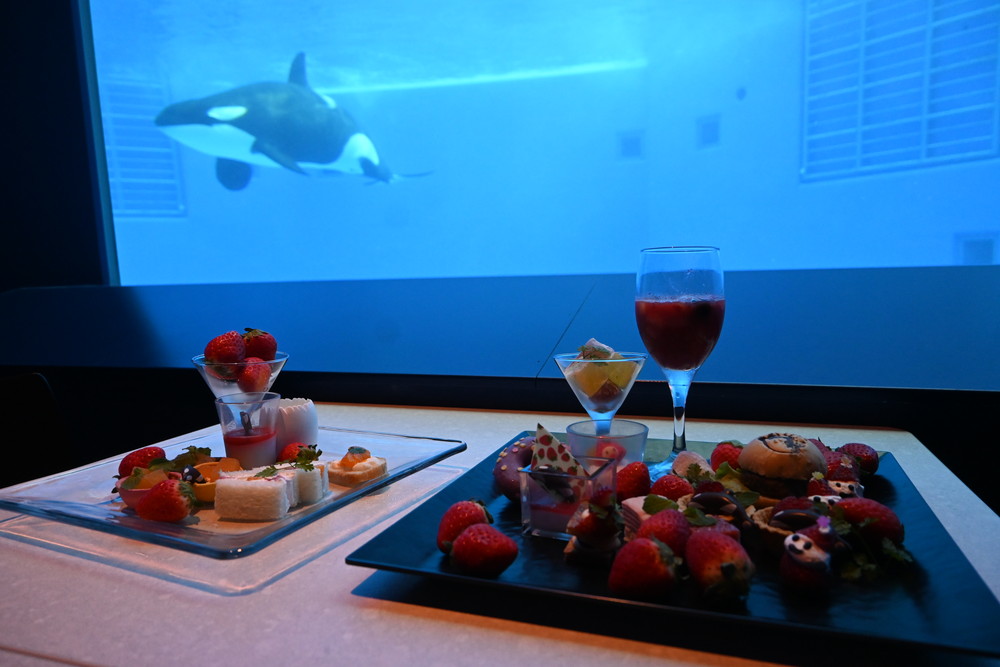 画像1: シャチの大水槽を眺めながら味わう、非日常ブッフェ