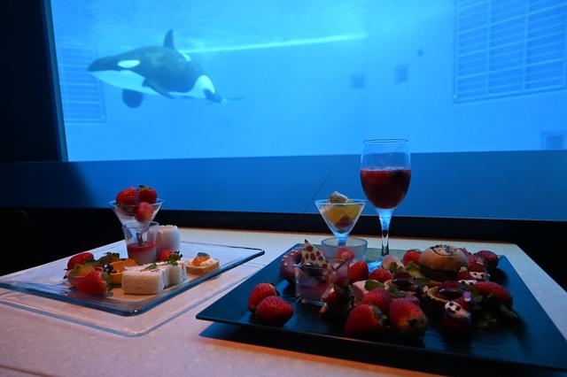 画像1: シャチの大水槽を眺めながら味わう、非日常ブッフェ