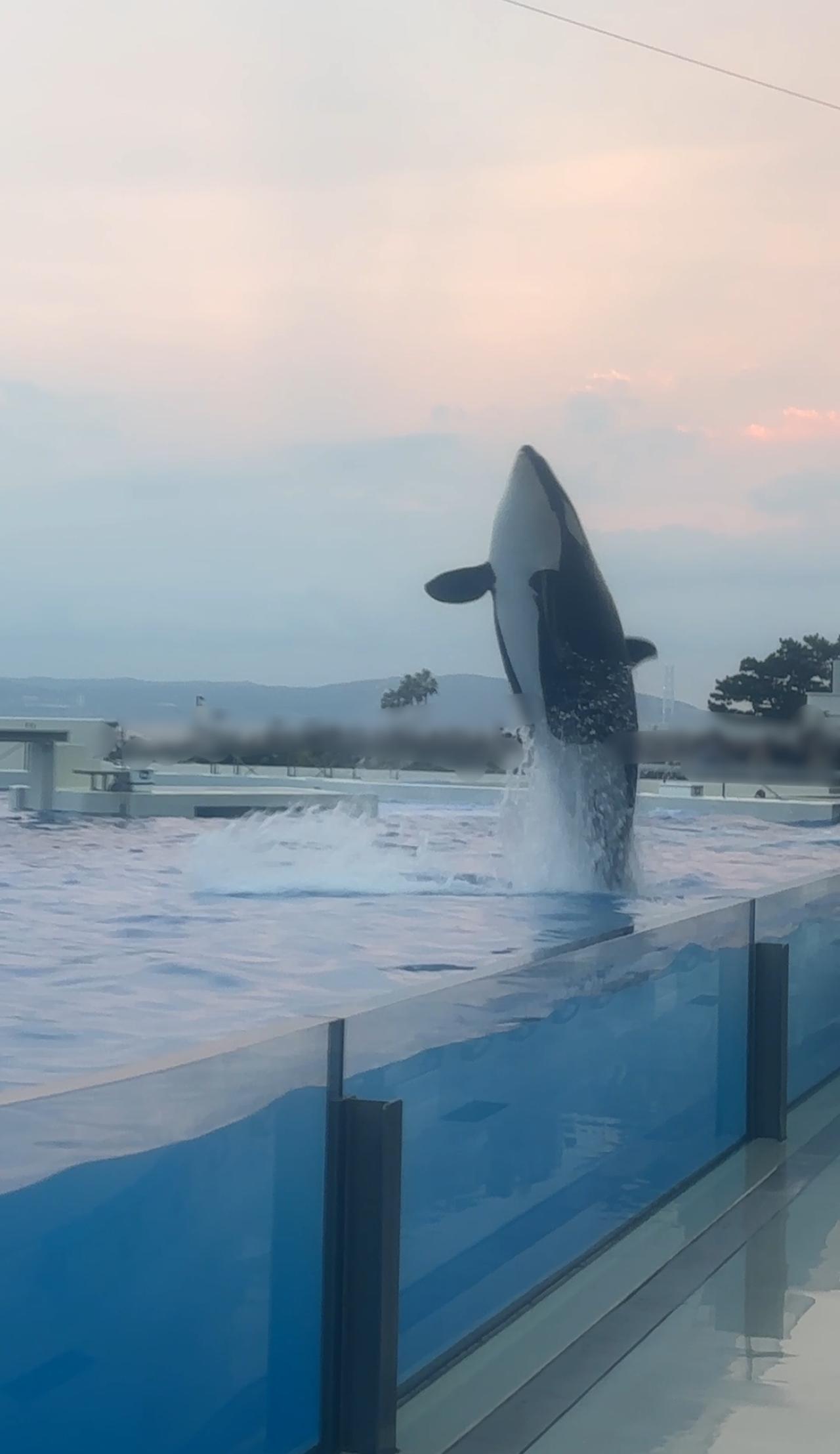 画像2: 西日本唯一。母娘シャチによるオルカパフォーマンス