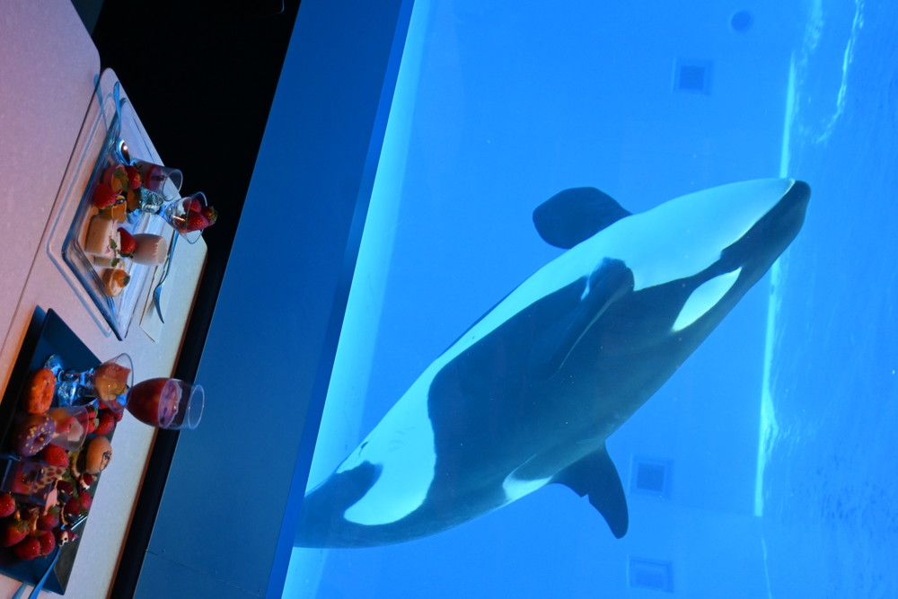 画像7: シャチの大水槽を眺めながら味わう、非日常ブッフェ