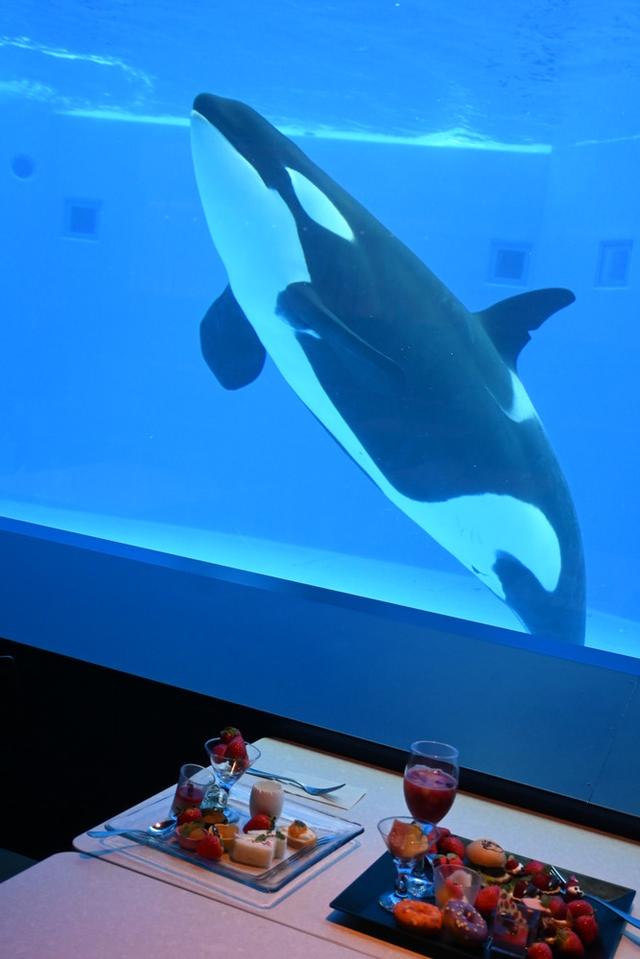 画像7: シャチの大水槽を眺めながら味わう、非日常ブッフェ