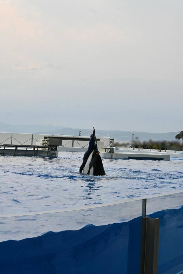 画像3: 西日本唯一。母娘シャチによるオルカパフォーマンス