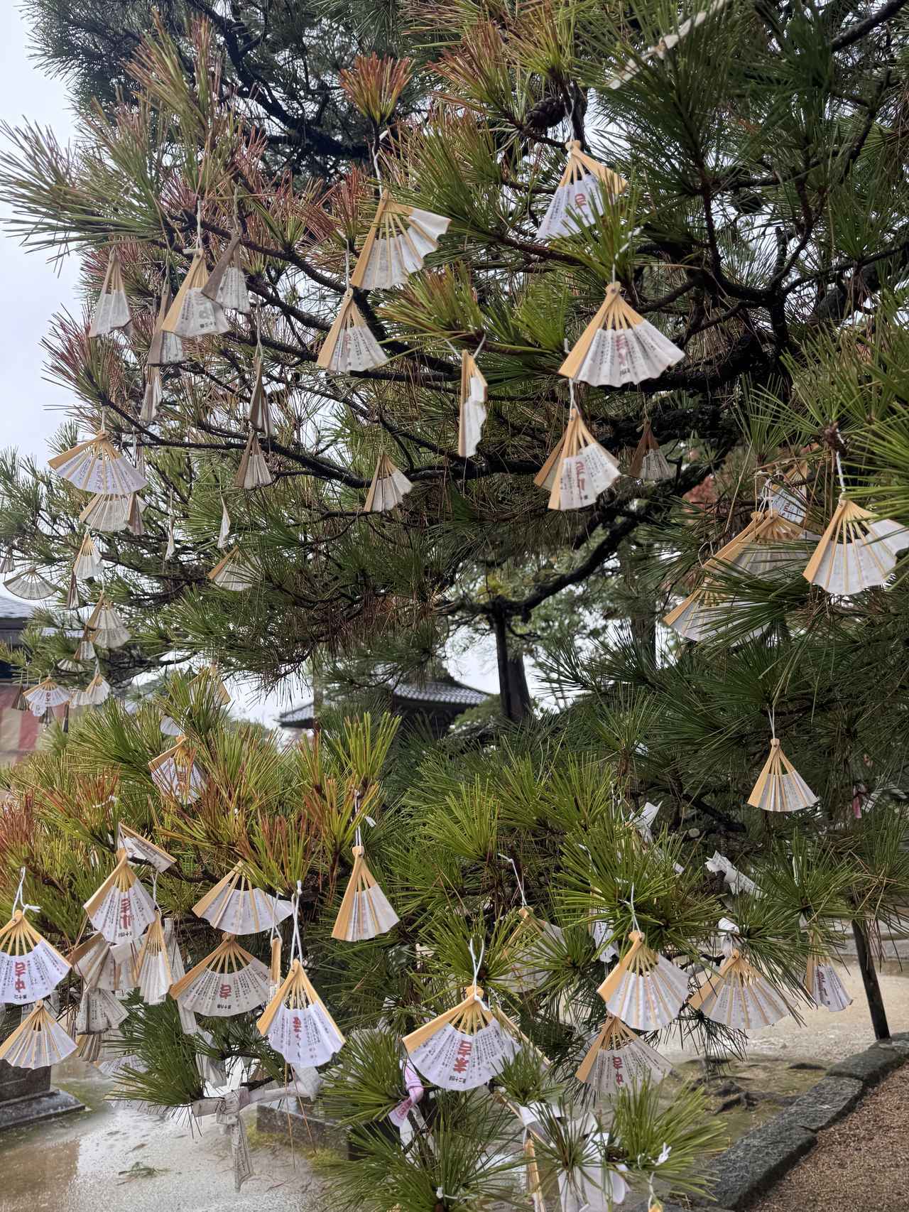 画像: 扇子のおみくじ