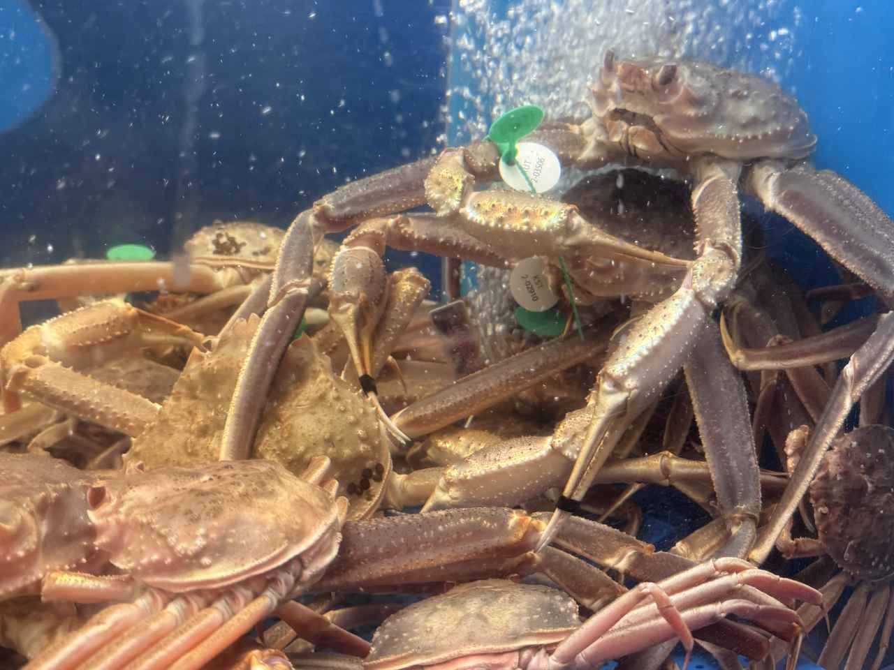 画像17: “冬の味覚の王様”を求めて京都・丹後へ♡活カニを選ぶ高揚感と、温泉ヴィラで過ごす贅沢な時間