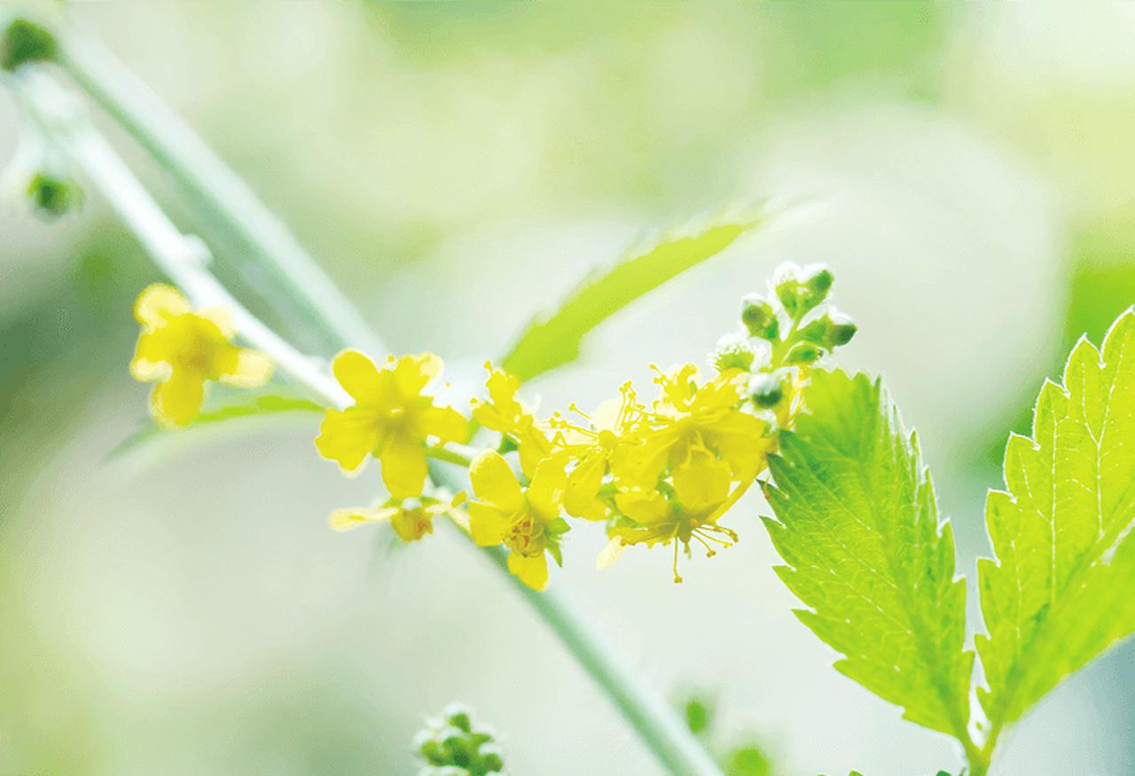 画像: 原料づくりから抽出まで、ファンケルならではの徹底した品質管理