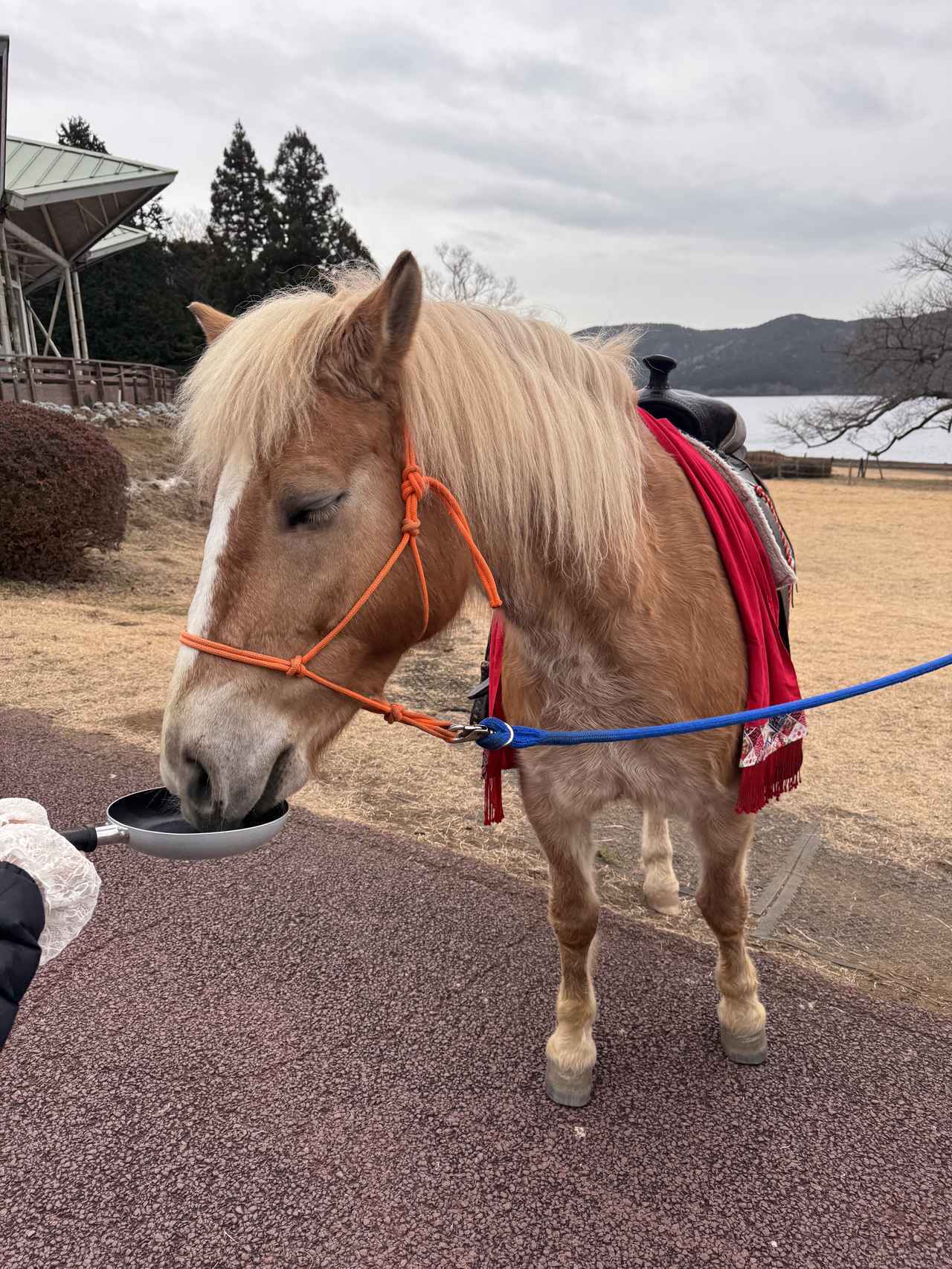 画像: ポニーのおやつ（500円）で餌やり体験