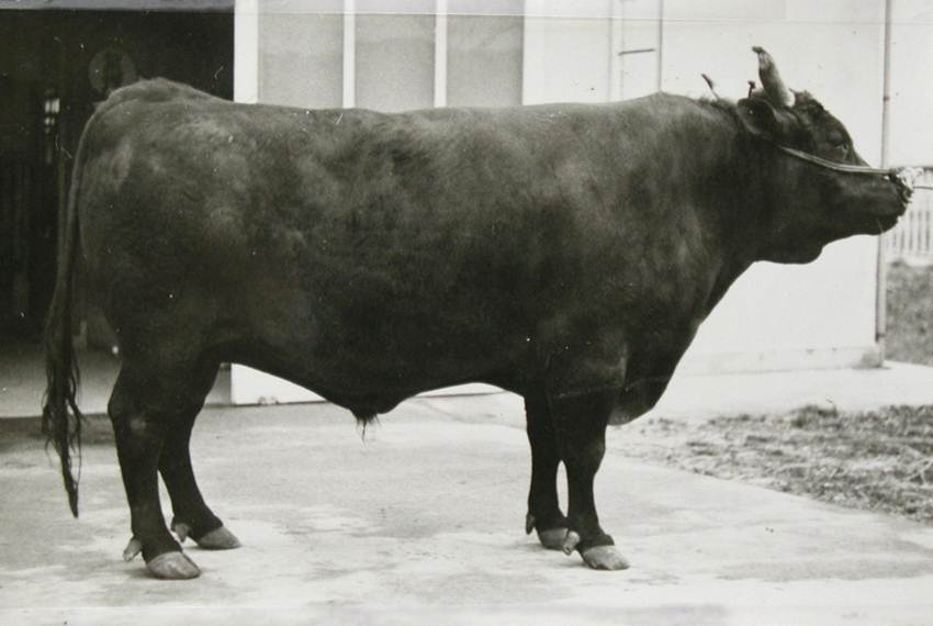 画像: 鳥取和牛オレイン５５/とりネット/鳥取県公式サイト