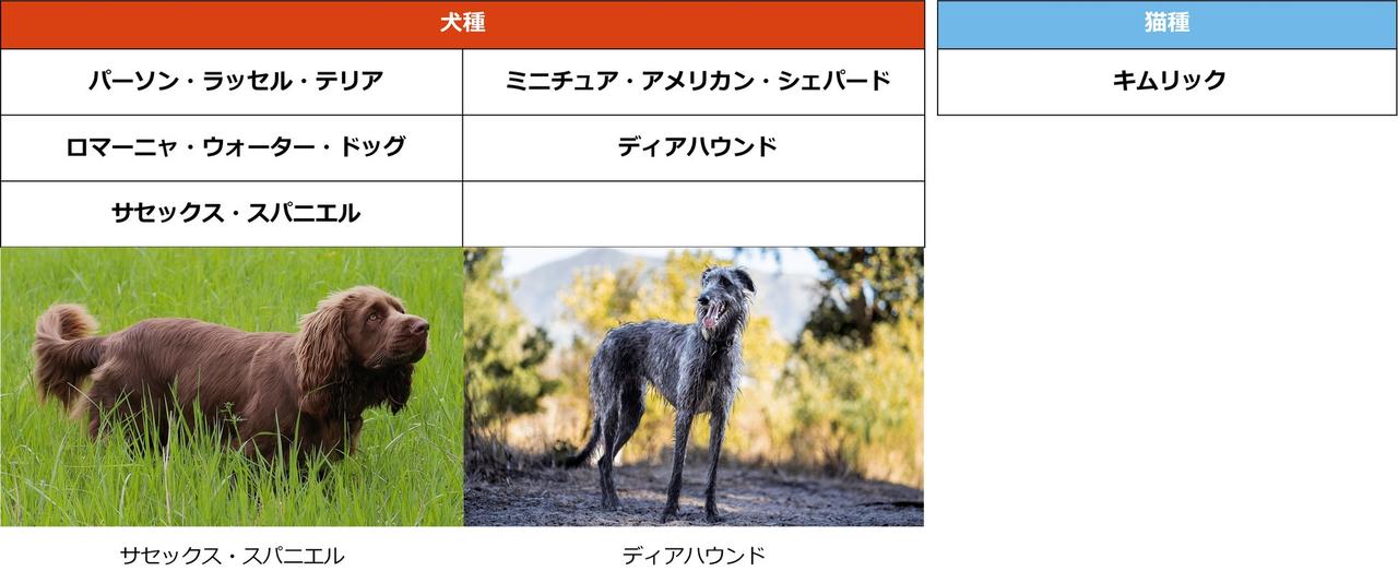 画像: 番外編：初加入となった珍しい犬種・猫種も