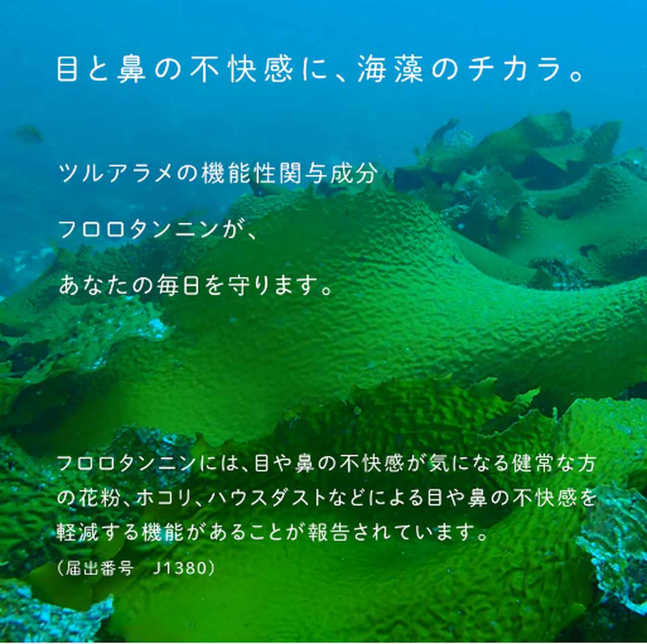 画像1: 花粉症対策の新しい選択肢♡隠岐・西ノ島の海藻「ツルアラメ」が機能性表示食品としてリニューアル
