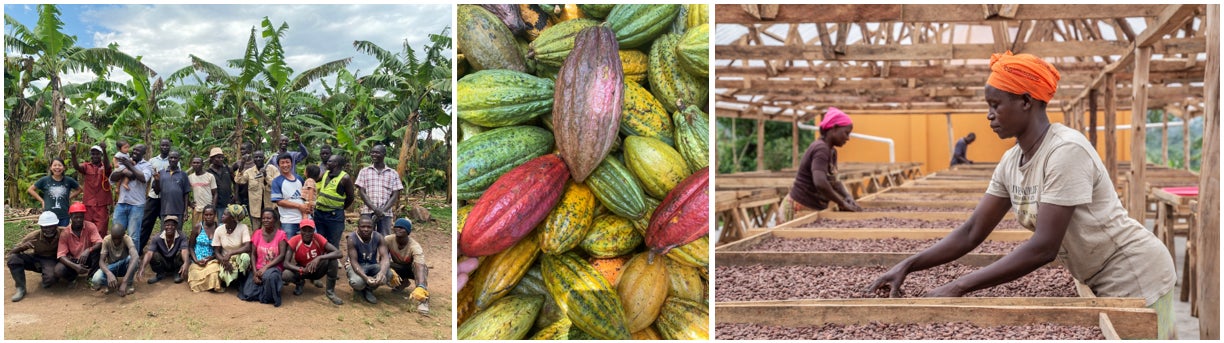 画像: カカオの背景にある、ウガンダ支援のストーリー