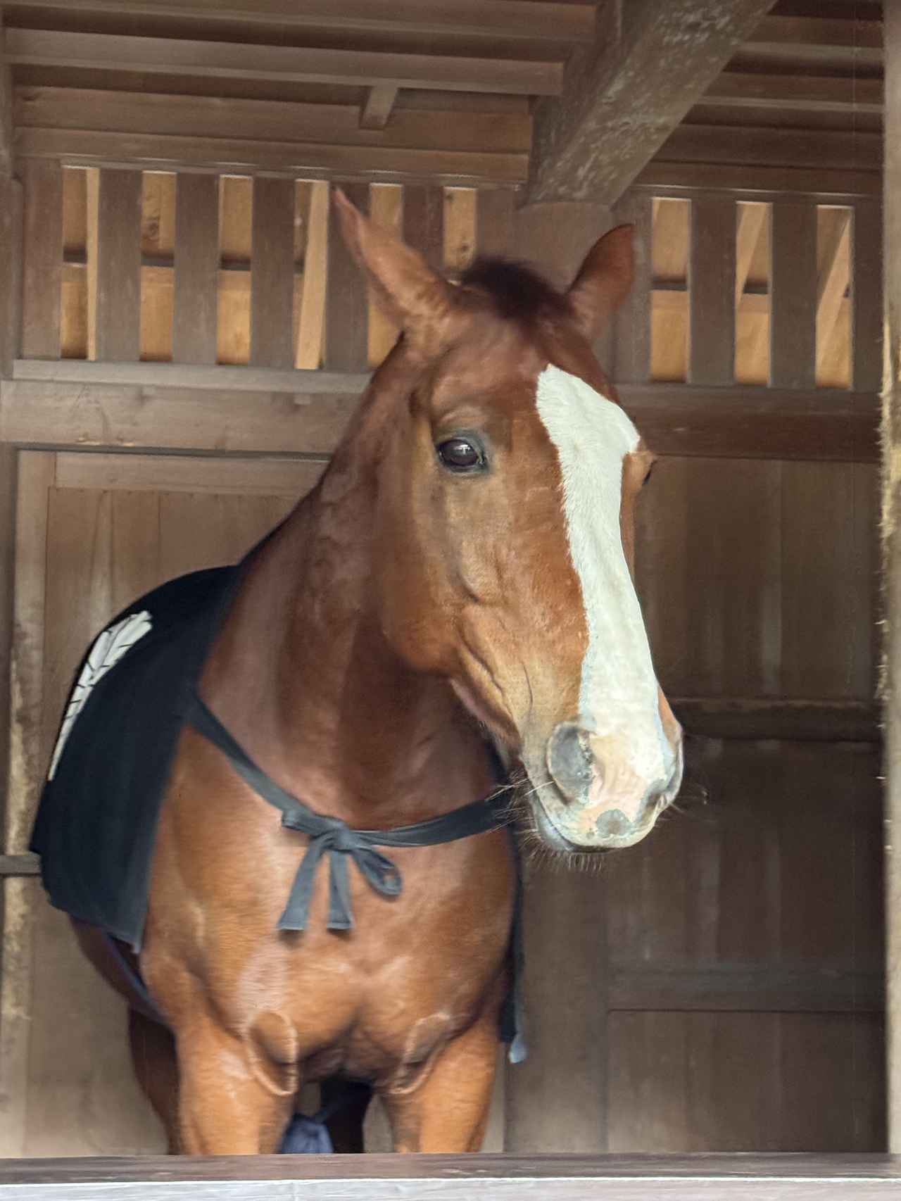 画像: ラッキーにも午年に神馬にばったり遭遇