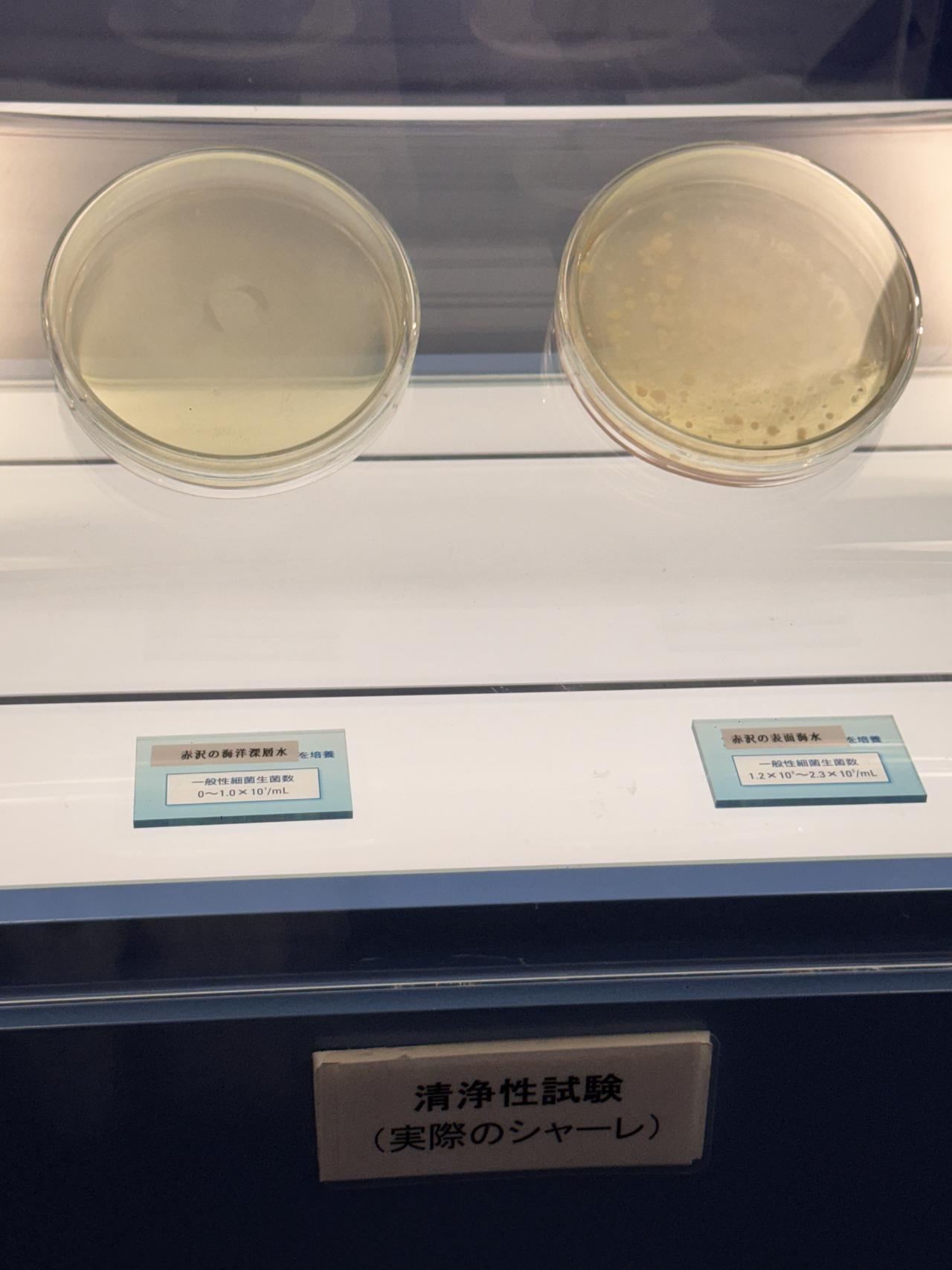 画像26: 海と森に抱かれる伊豆の癒し旅♡「赤沢温泉ホテル」&「赤沢日帰り温泉館」同時リニューアル！