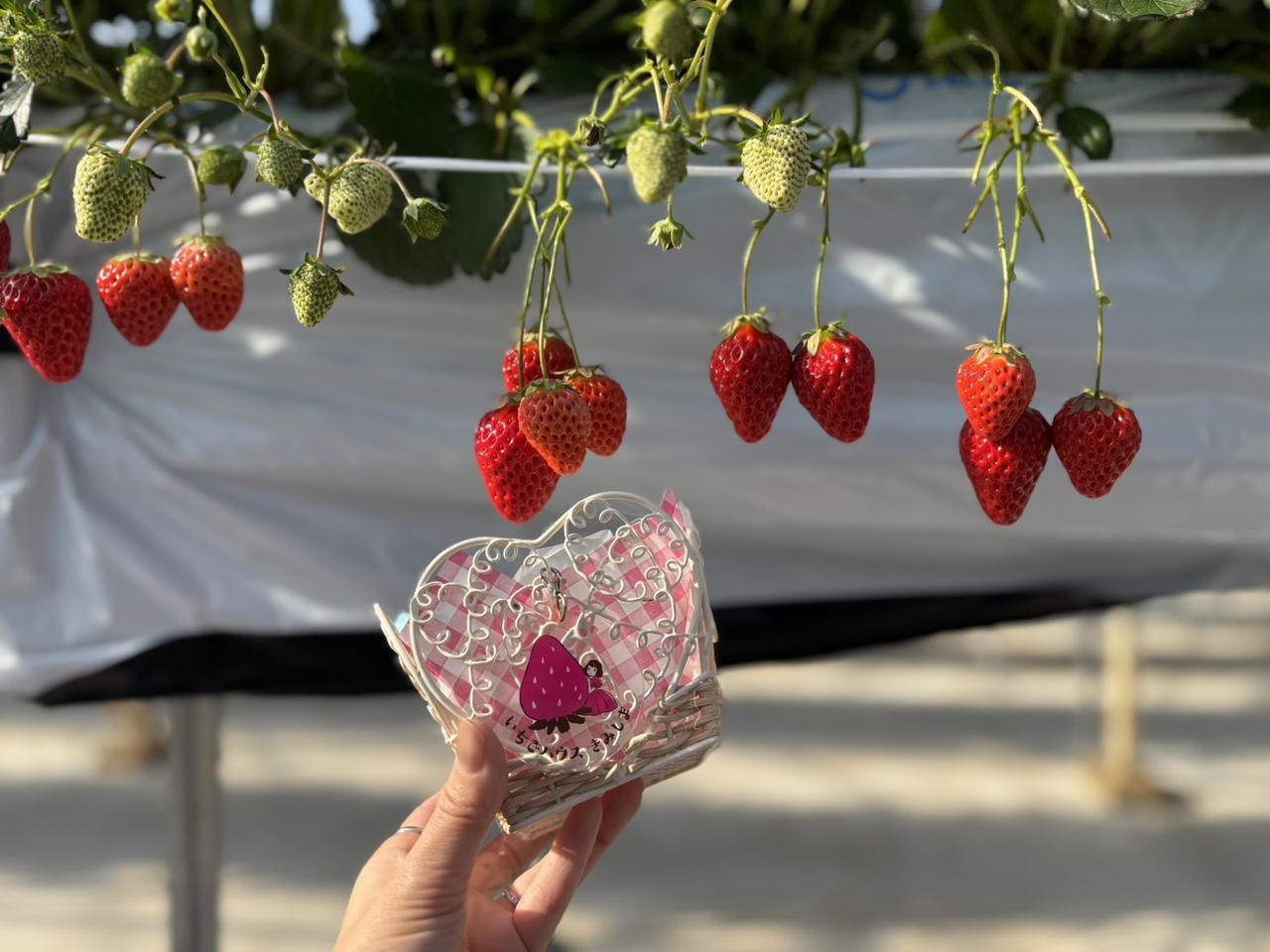 画像3: 人気の“あまりん”も！旬を味わう、いちご尽くしの宿泊体験