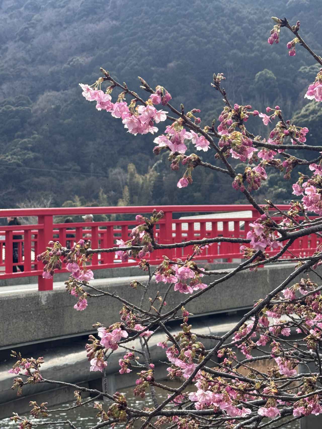 画像43: 春、桜と海に抱かれる温泉リトリートへ♡【伊豆リトリート 熱川粋光】で出会う“ノスタルジック・ラグジュアリー”の旅