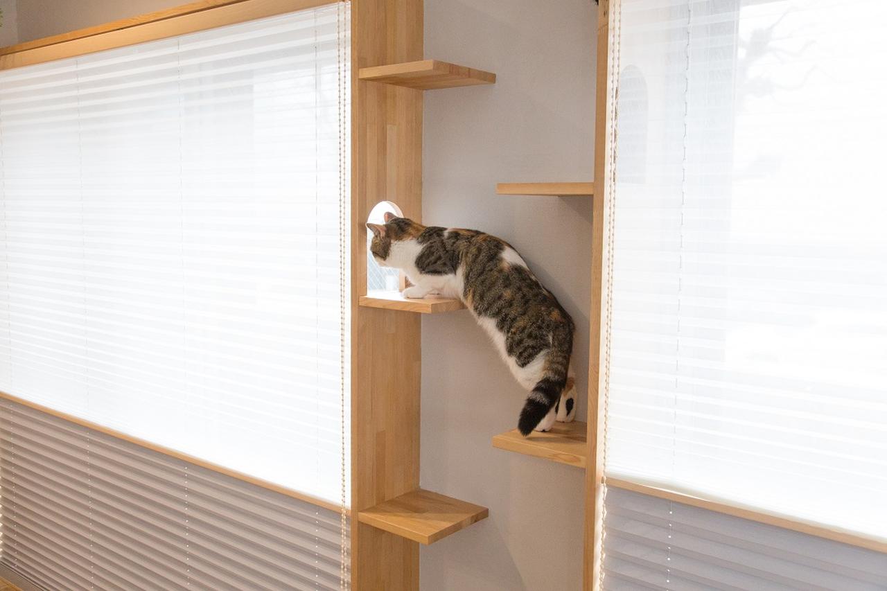 画像: 高いところを好む習性を活かす