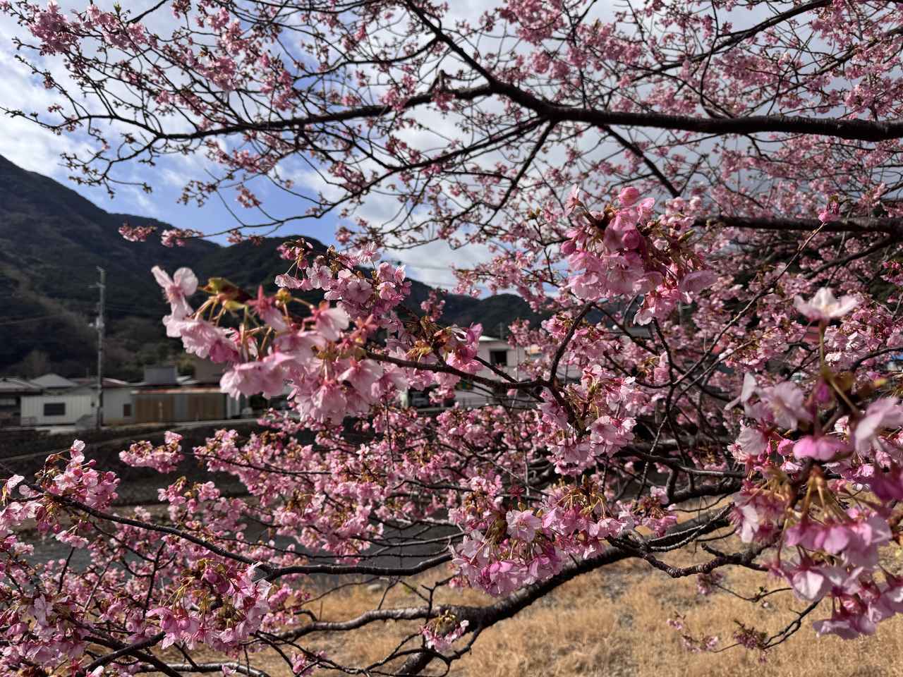 画像47: 春、桜と海に抱かれる温泉リトリートへ♡【伊豆リトリート 熱川粋光】で出会う“ノスタルジック・ラグジュアリー”の旅